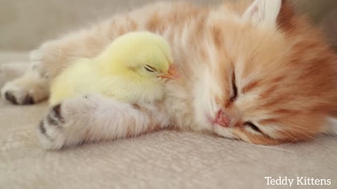 🐥 A kitten sleeps with a little hen