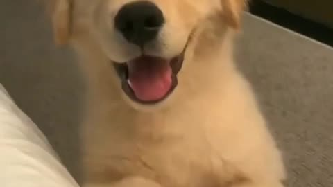 Happy puppy