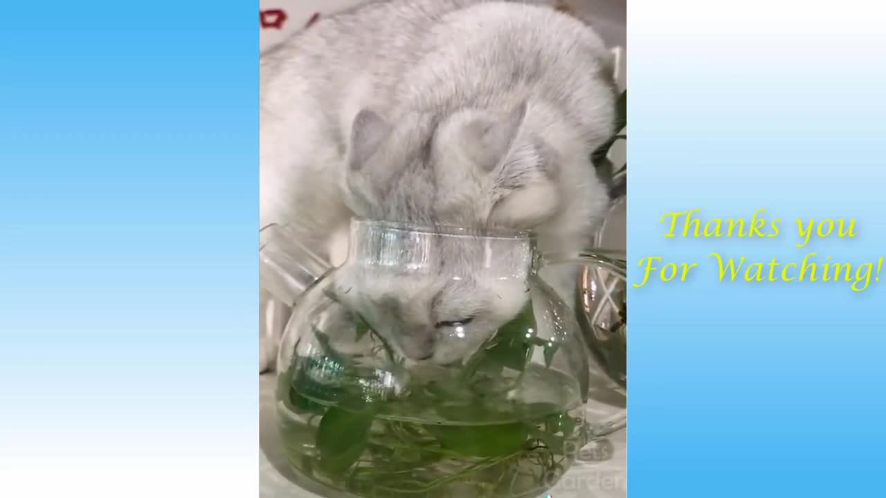 Cats and Funny Dogs Videos Compilation 2021 😍