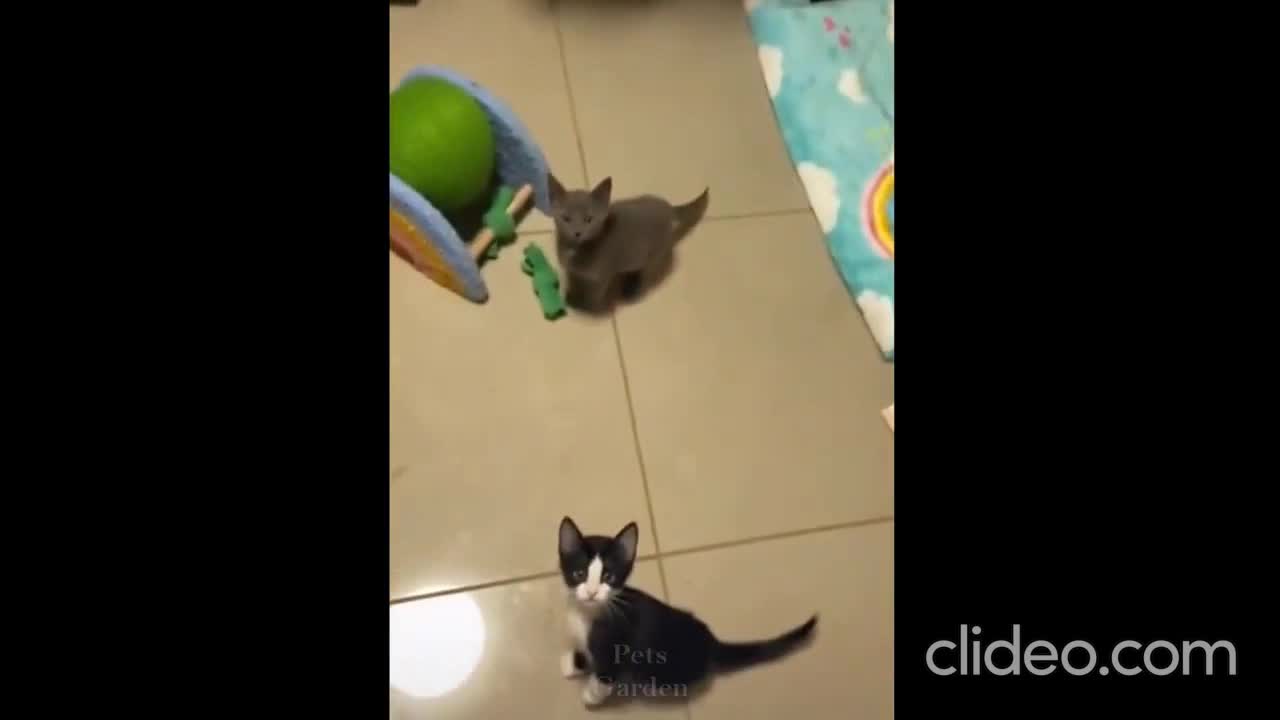 Cute Cat enjoying escalator like a kid 😁😁 part 26