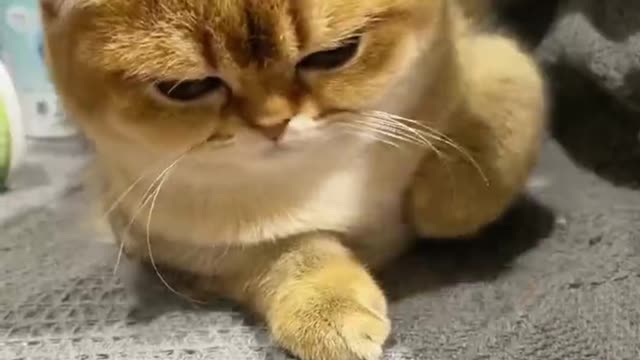 Funny cat videos 😺 Makes me laugh uncontrollably😹 cats have this ability!#14