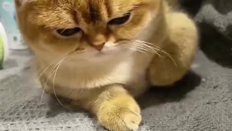 Funny cat videos 😺 Makes me laugh uncontrollably😹 cats have this ability!#14