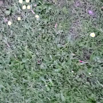 Flower or Weed, you decide