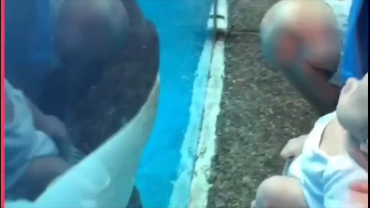 orca interacts with beautiful baby ❤️