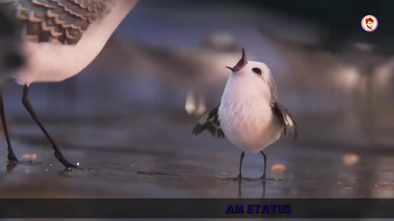 Bird video 007