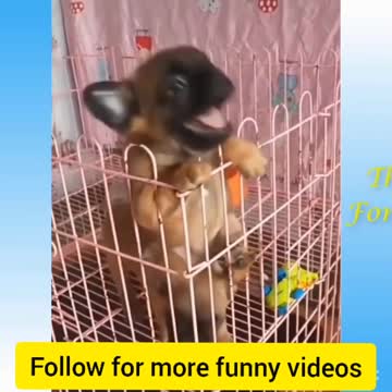 Fighting puppies 😍