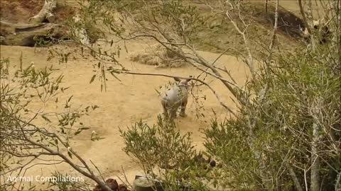 baby rhino charging funniest compilation