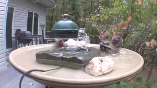 Active birdbath