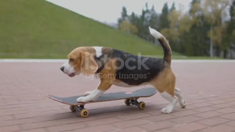 Doggy cute and funny moment video