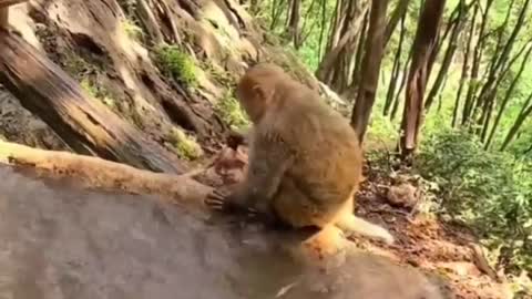 South Africa Forest Monkey