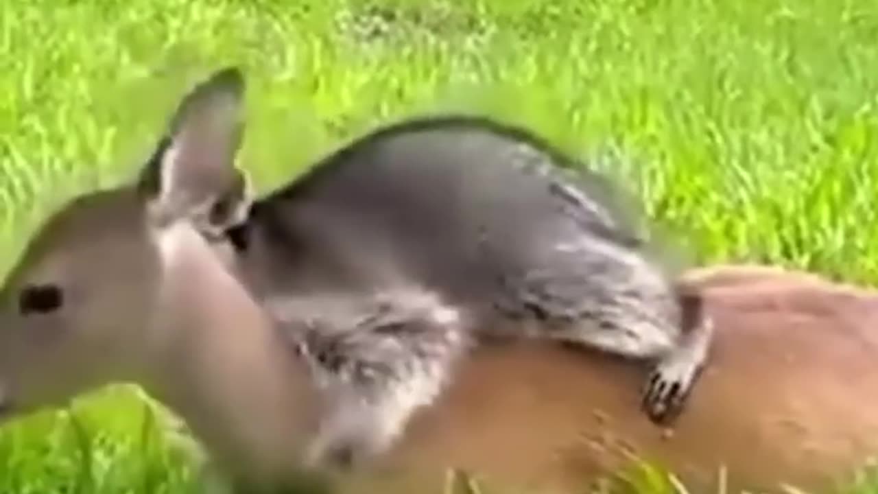 ❤️ Cuddly Baby Raccoon Friends Baby Deer ❤️#viral #shorts