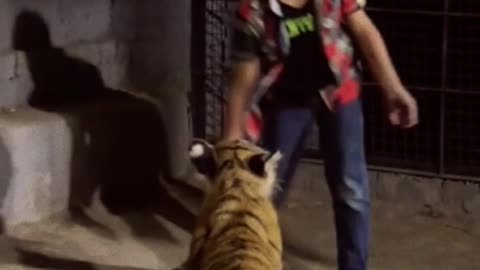 Tiger attack on kid 😱