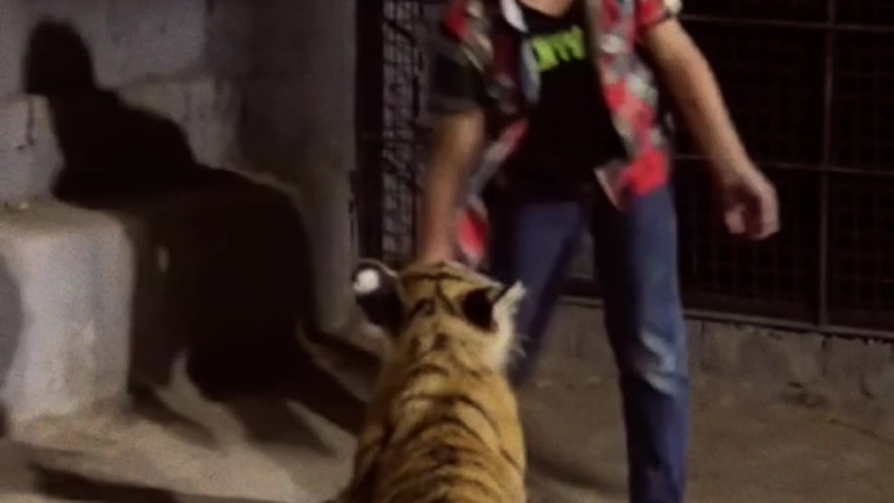 Tiger attack on kid 😱