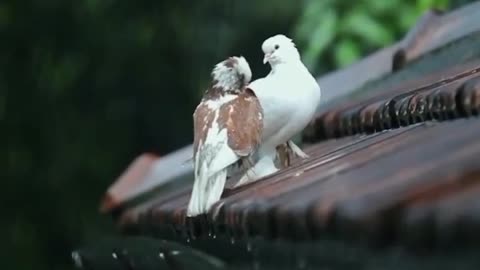 Beautiful Pigeons in Rain