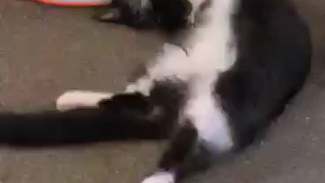 Cat plays on its back