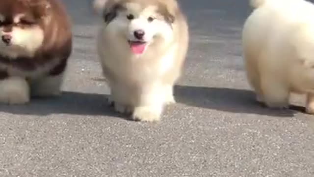 Cute and adorable Alaskan Malamute pets Which one u love😍 cute Puppies