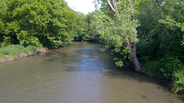 The Des Plaines River and Red-eyed Vireo Song