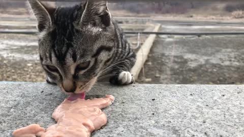 Baby cat's eating show (concentration is burdensome)