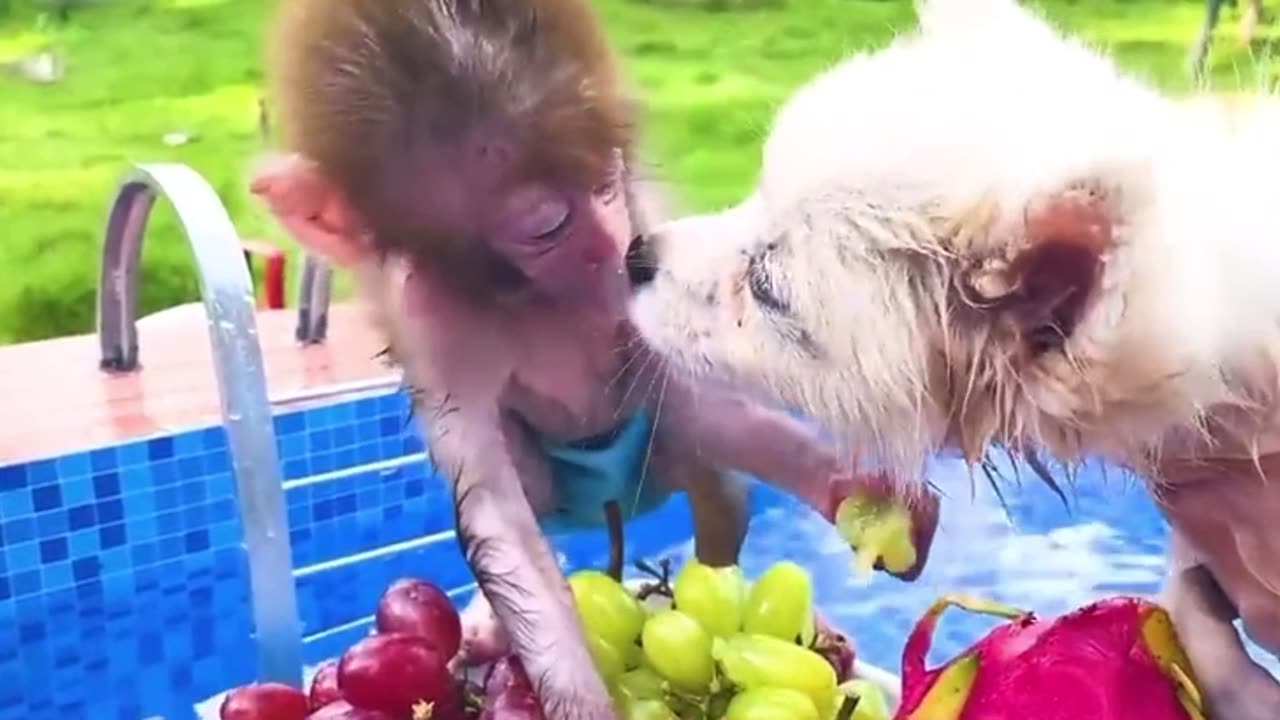 Baby Monkey bath in bathtub and playing whith the puppy