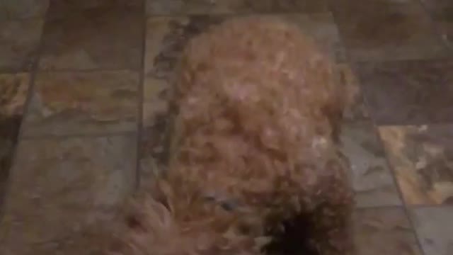 Fluffy tan dog misses food thrown at her in kitchen