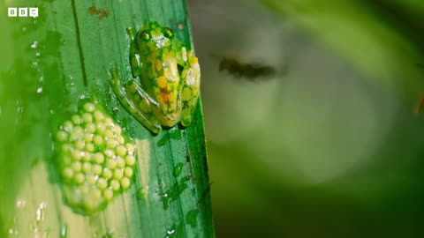 Frog Defends Eggs From Wasps | 4K UHD | Planet Earth II | BBC Earth