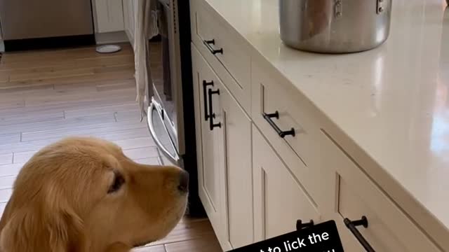 Ultimate Baby Dogs - Cute and Funny Dog Videos Compilation #Shorts