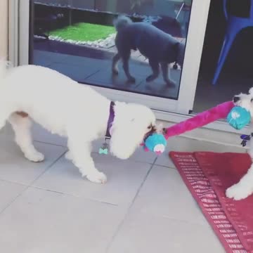 🐰 🦁 I--🐭 Awesome Funny 🐮 Pet Animals 🐯 Life Videos 🐼 Most cute and funny animals 😹