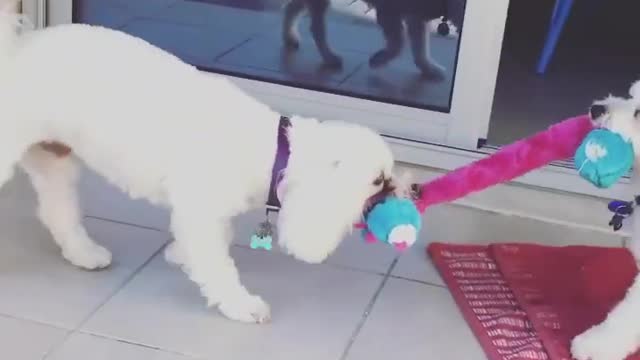 🐰 🦁 I--🐭 Awesome Funny 🐮 Pet Animals 🐯 Life Videos 🐼 Most cute and funny animals 😹