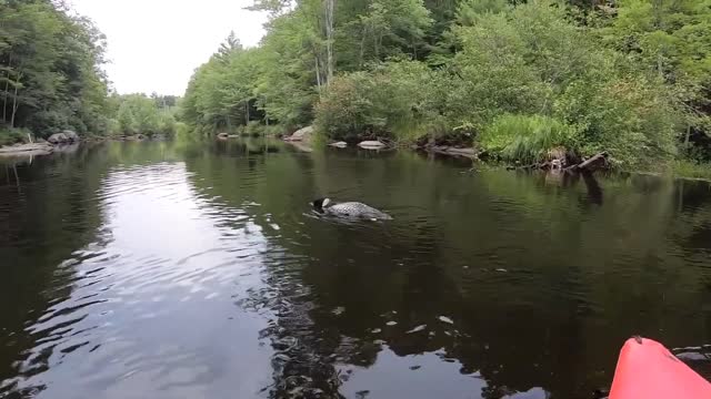 Close up of a Loon