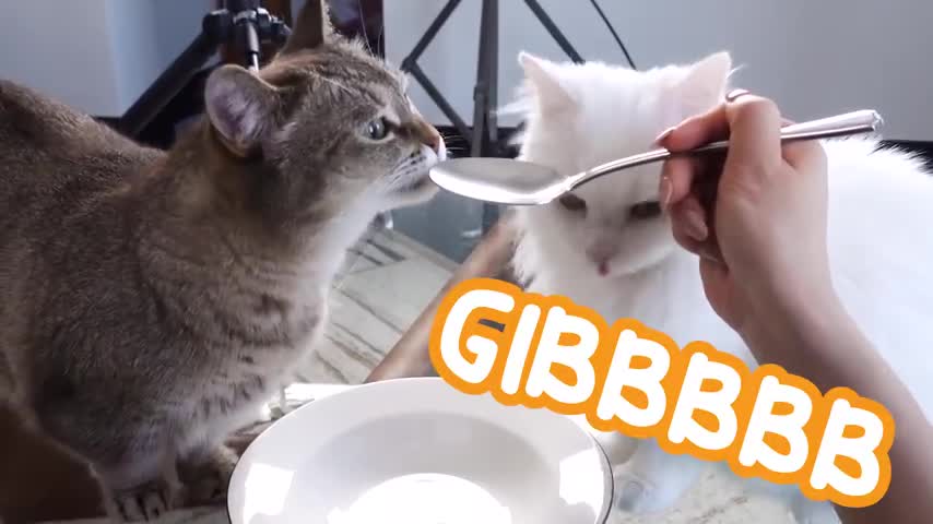 How Cats React To Me Eating Invisible Food