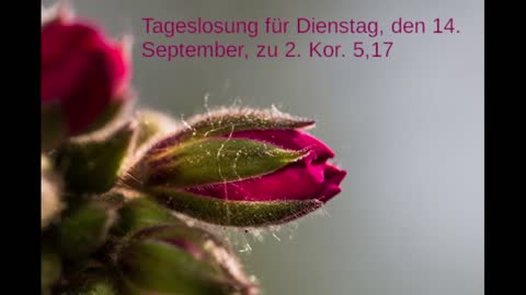 Tageslosung für Dienstag, den 14. September, zu 2. Kor. 5,17