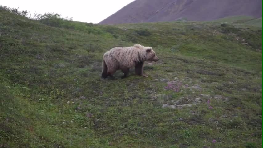 A Grizzly Bear at Denali National Park, Alaska