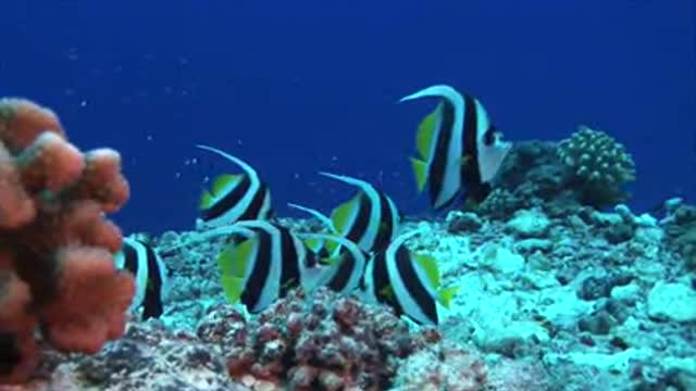 Tropical Fish Banner Fish on Coral Reef