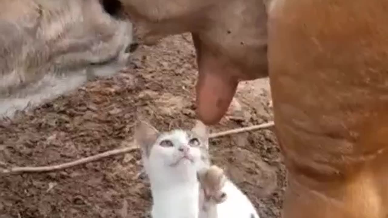 cat want to drink cow milk#shorts#🤣funny