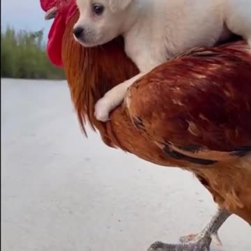 Adorable Little Puppy Play With Chicken