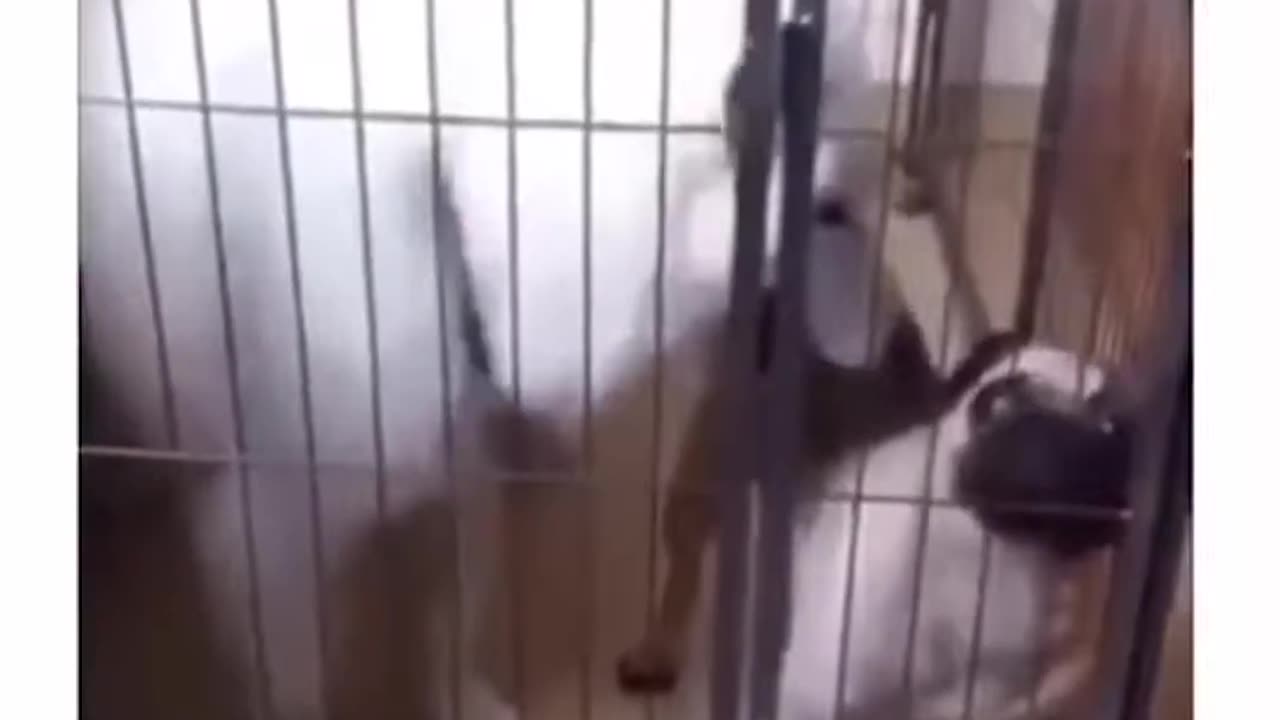 Animals are better than people #12