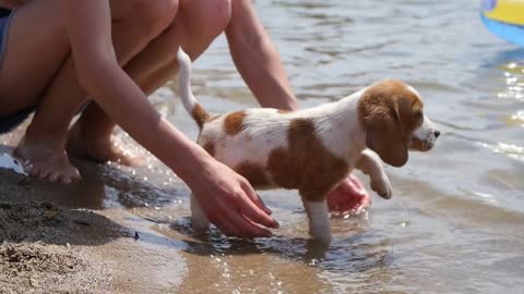 Little Dog Beagle walk on a Lake Shore Sand in Summer Sunny Day