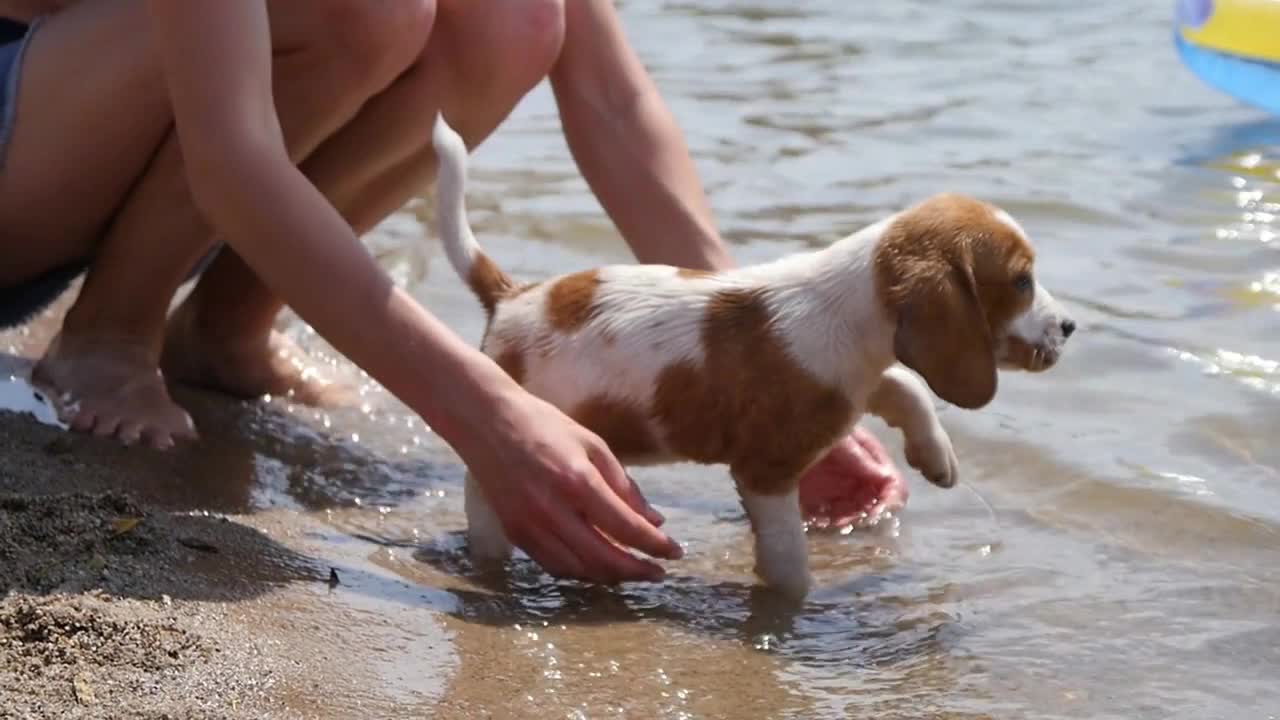 Little Dog Beagle walk on a Lake Shore Sand in Summer Sunny Day