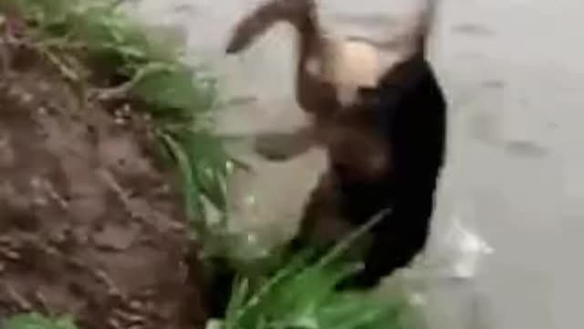 Dog goes overboard