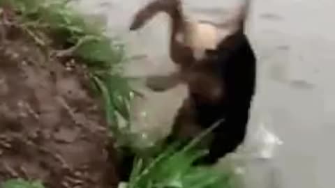 Dog goes overboard