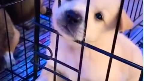 Cute, Funny and Smart Dogs Compilation