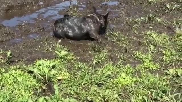 Dog and mud