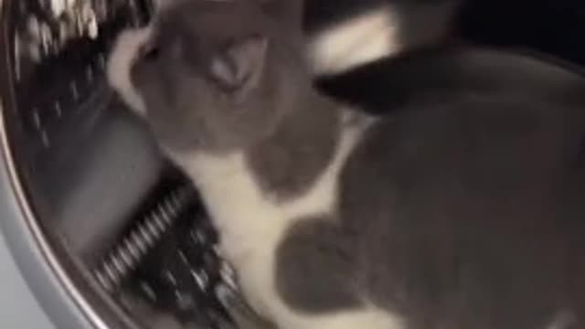 Cat uses washing machine as his own personal hamster wheel