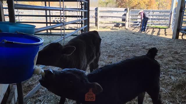 Calves Feeding