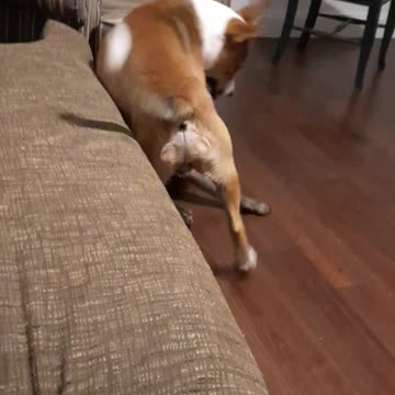 Does Claire Bear Want to Play with Tucker Carlson or Her Rope? Make Dust