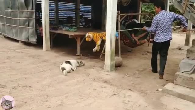 Wow Fake Tiger Prank Dog Try To Stop Laugh So Funny Prank 2021