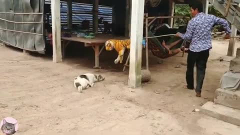 Wow Fake Tiger Prank Dog Try To Stop Laugh So Funny Prank 2021