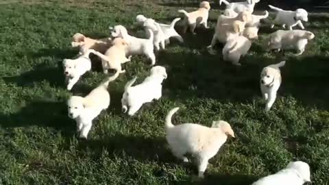 Funny puppies in green ground