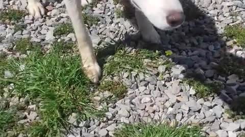 Female Husky meets her friend