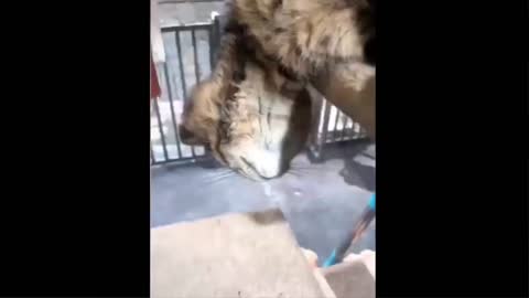 Funny animal video compilation 2022